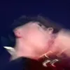 21c561