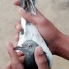 malik.zohaib838