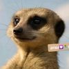 tiktokchallenge002