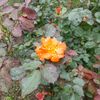 unknown______901
