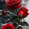 user1300788826323