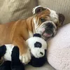 mable_marblebulldog