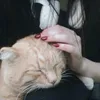 lllssiik