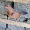 rudbnoajdijbdoj