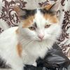 freya.pittingale