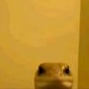 roger_741