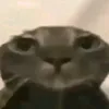 jozoinho_p