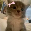 itz.cutiekels