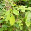 mdrifathassan049