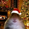 sam_sam2678