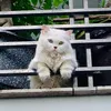 meow.meow3823