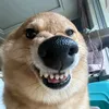 mdungg_2312