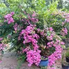 lethuyaan