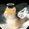 cool_cat051