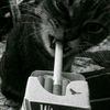 abbas_0385
