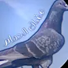 user48003503084215