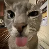 ilovecatsanddogs434