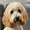 jazzy_the_pup