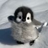 penguuuiin0