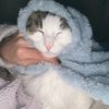 alarpthecat