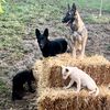 tornado.dogs