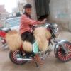 abdullah.alqoheem