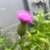 thistle1251