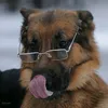 shepherd_auss