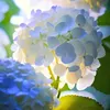 yuyin415