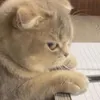 lltwwctihttomlfdwy
