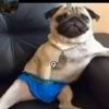 pugvr90