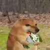 immusicfd
