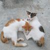 aneng655