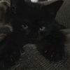 leelee.lovinglyetheralah