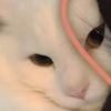 the_smallest_vespera