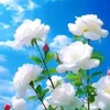om.hseen8