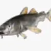 caxappiz