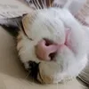 banhmichaca_00