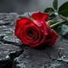 hanan_henno25