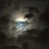 𝐛𝐨𝐛𝐛𝐲