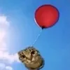 catwithabaloon