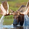 moosewatershark
