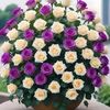 florachiqui2
