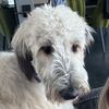 norathewolfhound