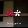 om.fatma165