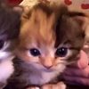 giorgia_0888