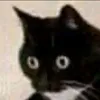 Ar_meow69
