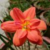 hazara.khatun24