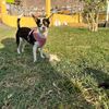 trini.lachihuahua