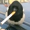zoosemiotics